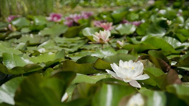 lotuspond lotus blossoms